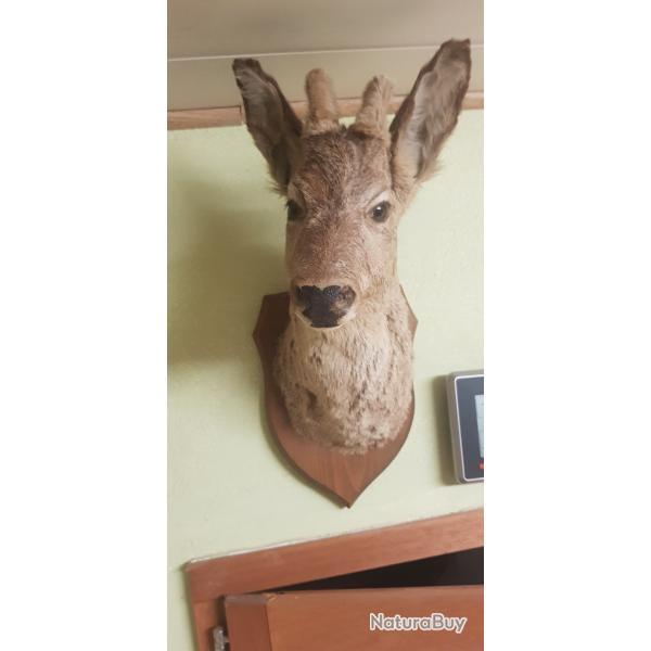 trophee chevreuil brocard europ�en jeune