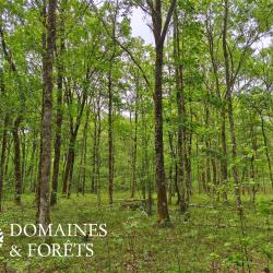 Propri&eacute;t&eacute; Foresti&egrave;re dans le Loir-et-Cher (41) d"environ 21 hectares DF-1182-S