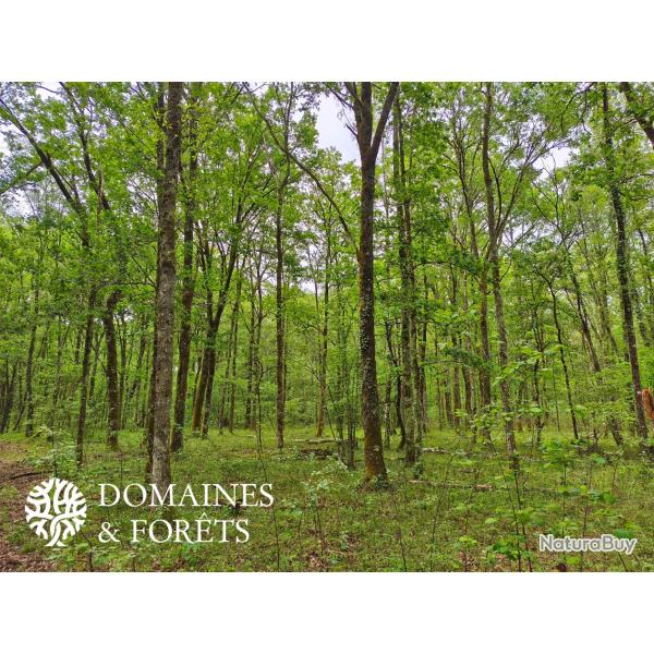 Propri�t� Foresti�re dans le Loir-et-Cher (41) d"environ 21 hectares DF-1182-S