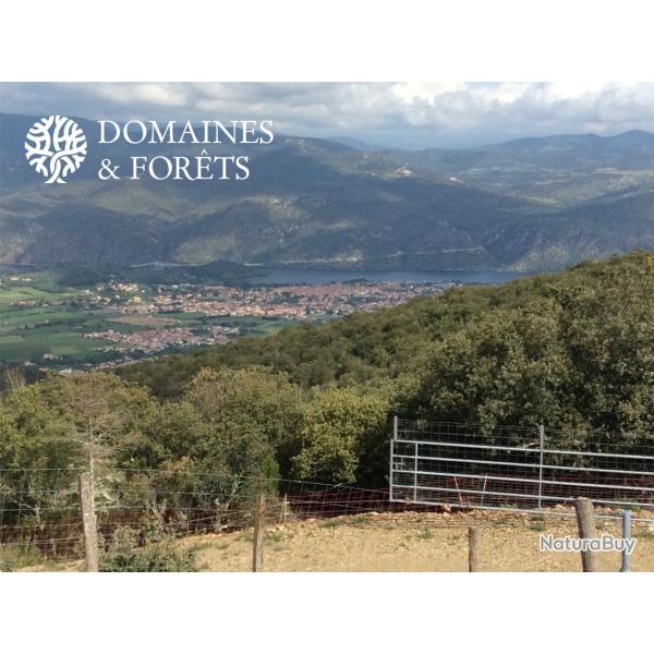 Propri�t� Foresti�re et Agricole dans les Pyr�n�es-Orientales (66) d'environ 70 hectares DF-1180-A