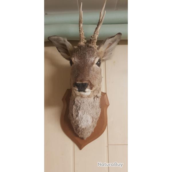 Troph�  chevreuil  m�le