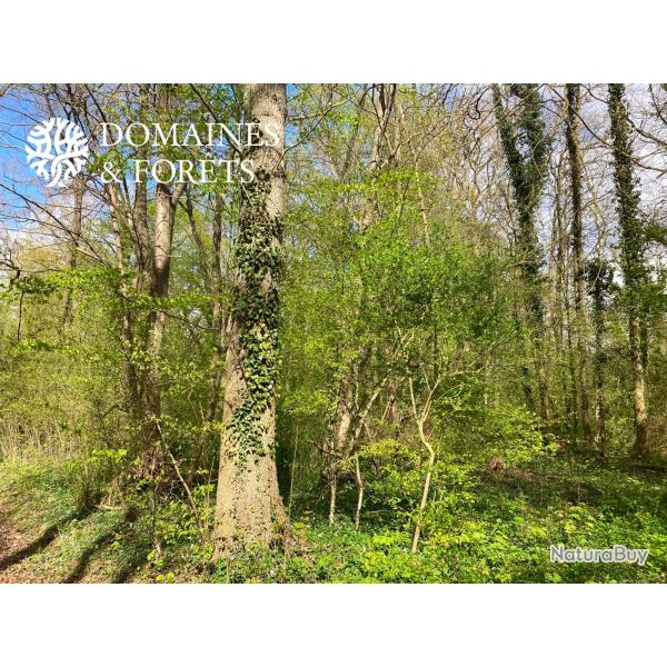 Propri�t� � dominante Foresti�re dans le Vexin Fran�ais d'environ 38 hectares DF-1176-A