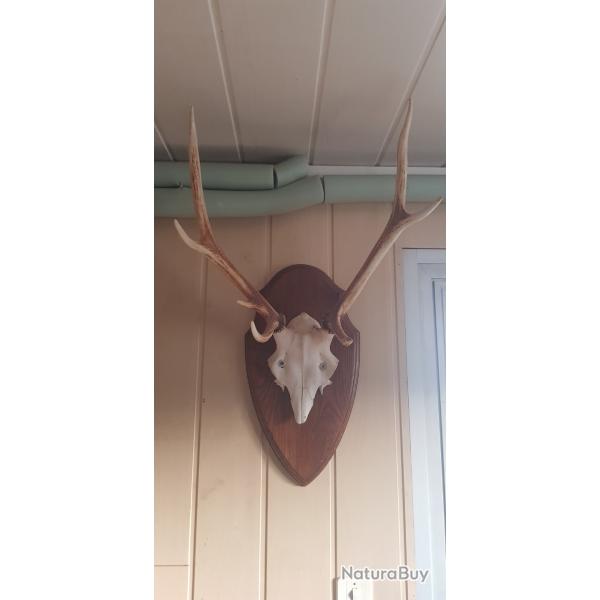Crane et corne de cerf