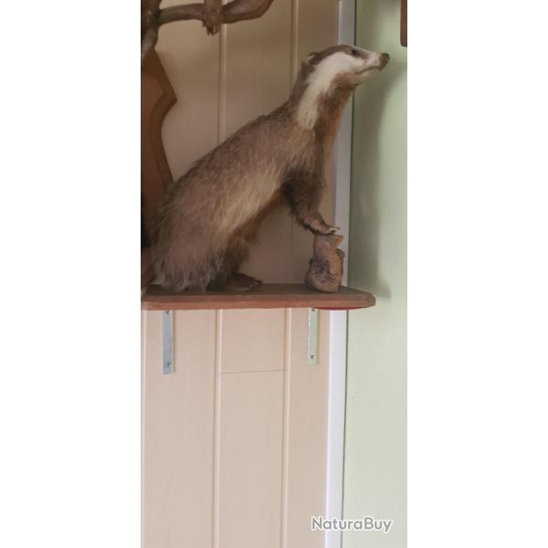 Blaireau naturalis�s