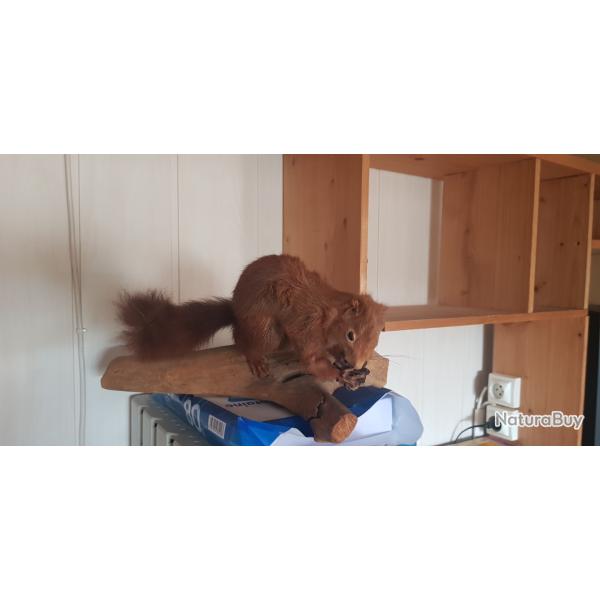 Troph� chasse