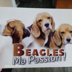 Autocollant Beagle Ma Passion