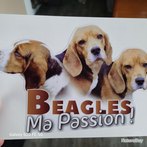 Autocollant Beagle Ma Passion