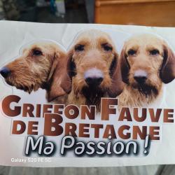 Autocollant Griffon Fauve de Bretagne Ma Passion