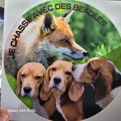 Autocollant Beagle / Renard