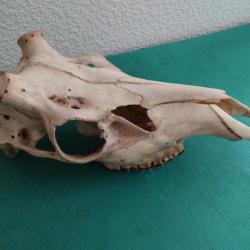 CR&Acirc;NE MASSACRE CERF NATUREL AVEC MACHOIRE SUPERIEURE POUR POSE BOIS