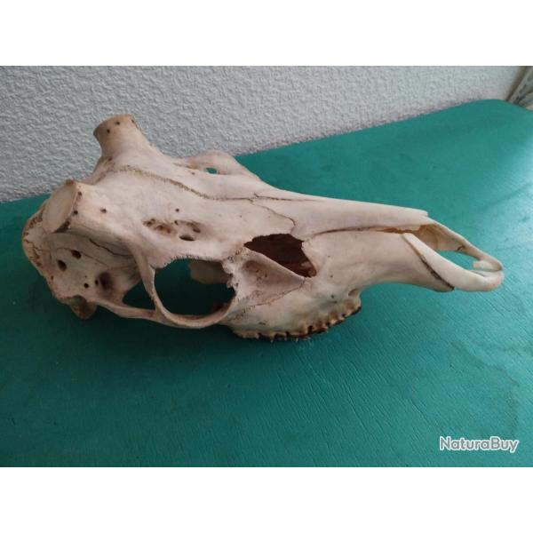 CR�NE MASSACRE CERF NATUREL AVEC MACHOIRE SUPERIEURE POUR POSE BOIS