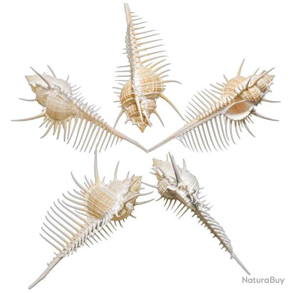 Coquillage murex triremis - A l'unit� 6 � 8 cm