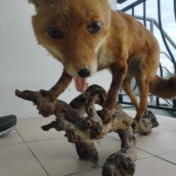 Tr&egrave;s beau Renard empaill&eacute;. Ab&icirc;m&eacute; au niveau de l'oreille et un peu au niveau de la queue.