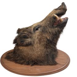 T&ecirc;te de sanglier naturalis&eacute;e / troph&eacute;e de chasse