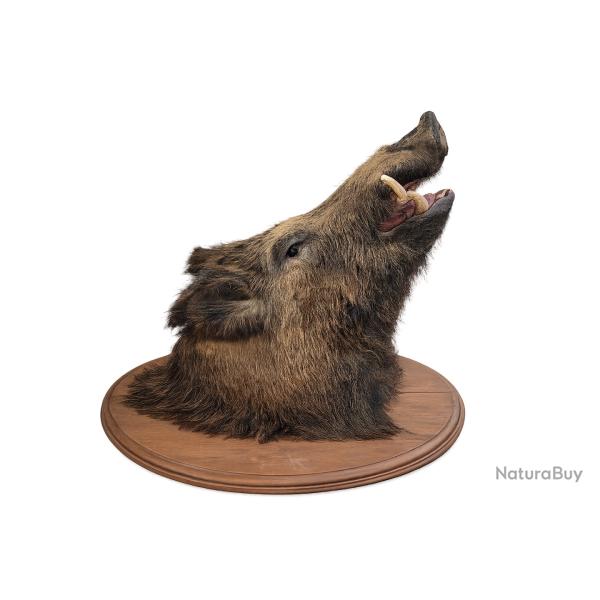 T�te de sanglier naturalis�e / troph�e de chasse