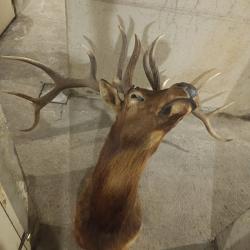 T&ecirc;te grand wapiti