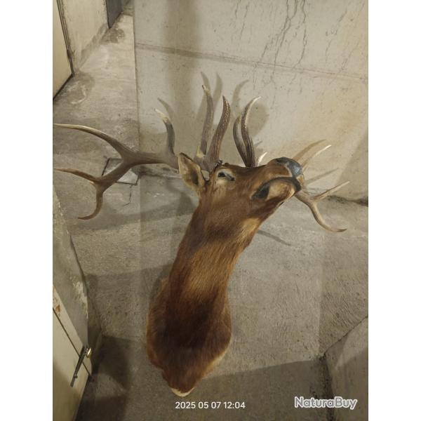 T�te grand wapiti