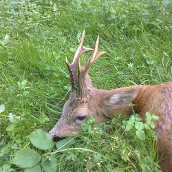 Chasse du chevreuil &eacute;t&eacute; et hiver