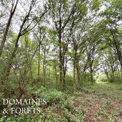 Massif Forestier et Cyn&eacute;g&eacute;tique en Seine-et-Marne d'environ 163 hectares DF-1186-A
