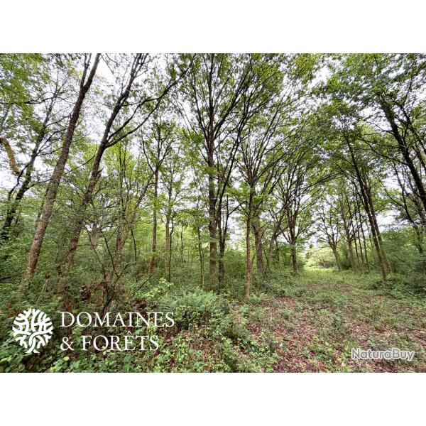 Massif Forestier et Cyn�g�tique en Seine-et-Marne d'environ 163 hectares DF-1186-A