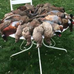Chasse &agrave; la journ&eacute;e au petit gibier