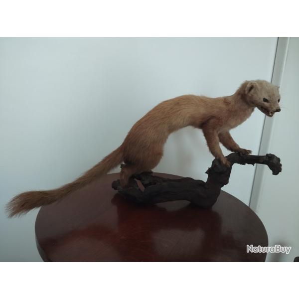 fouine naturalis�e
