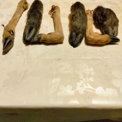 Pattes de sanglier et chevreuil