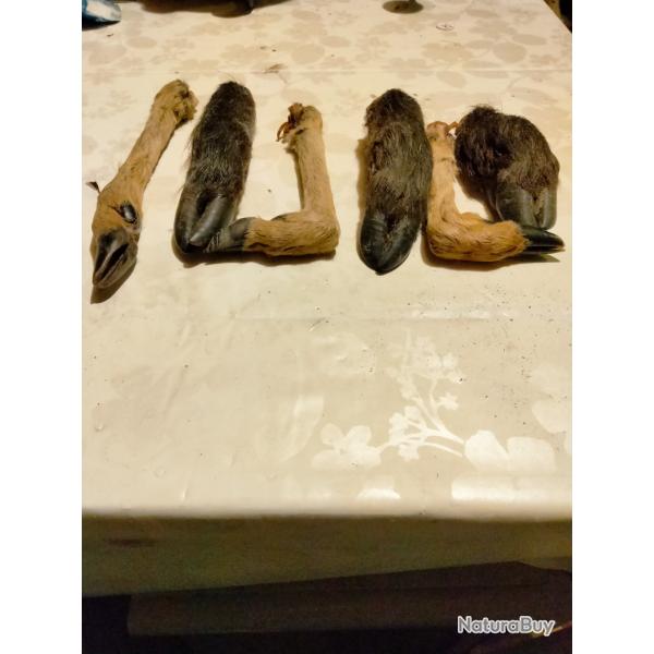 Pattes de sanglier et chevreuil