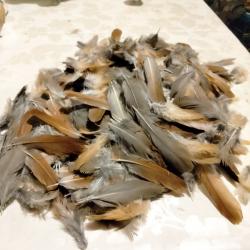 Plumes marron de perdrix rouge