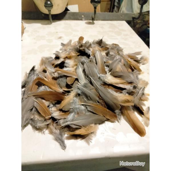 Plumes marron de perdrix rouge