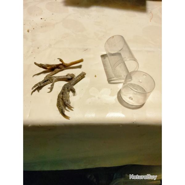 Lot de 3 pattes dans r�cipient