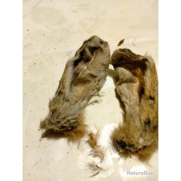 Oreille de lapin