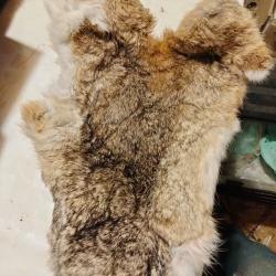 Grande peau de lapin de garenne