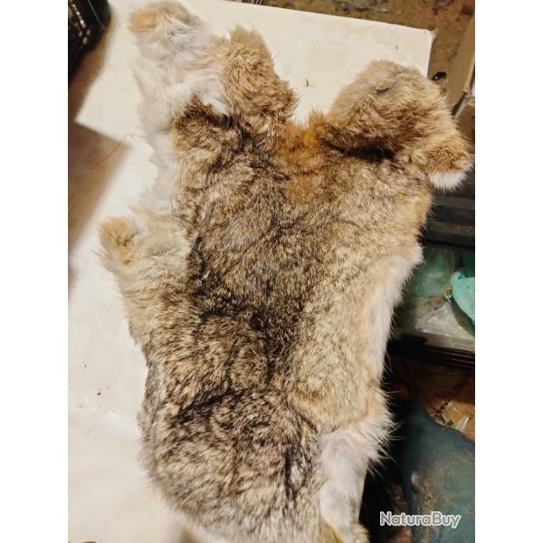 Grande peau de lapin de garenne