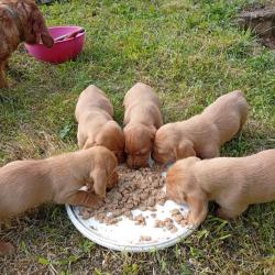 BASSET FAUVE DE BRETAGNE