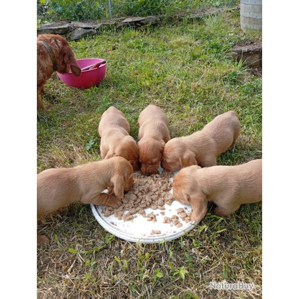 BASSET FAUVE DE BRETAGNE