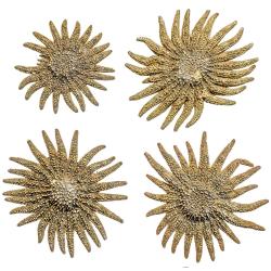 Etoile de mer picnopodia helianthoides - A l'unit&eacute; 8 &agrave; 10 cm