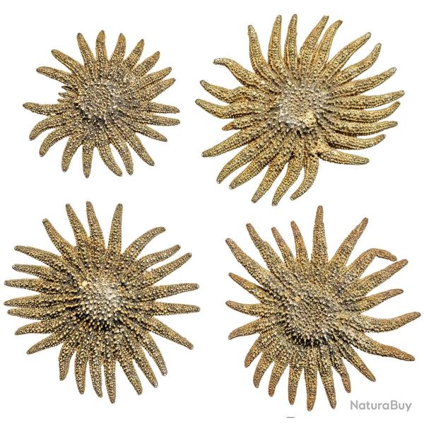 Etoile de mer picnopodia helianthoides - A l'unit� 8 � 10 cm