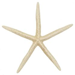Etoile de mer linckia laevigata blanche 5 &agrave; 7 cm - Lot de 5