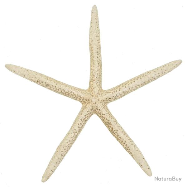 Etoile de mer linckia laevigata blanche 5 � 7 cm - Lot de 5
