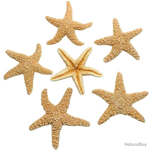 Etoile de mer sugar 10 � 15 cm - A l'unit�