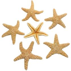 Etoile de mer sugar 15 &agrave; 20 cm - A l'unit&eacute;