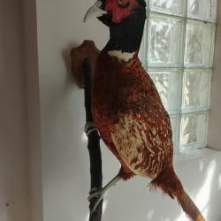 faisan de chasse m&acirc;l