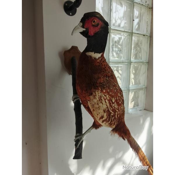 faisan de chasse m�l