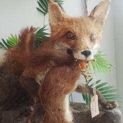 renard avec proie