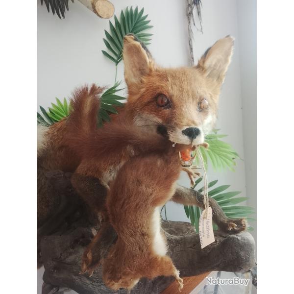 renard avec proie