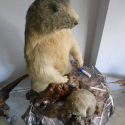 grande marmotte  et son petit