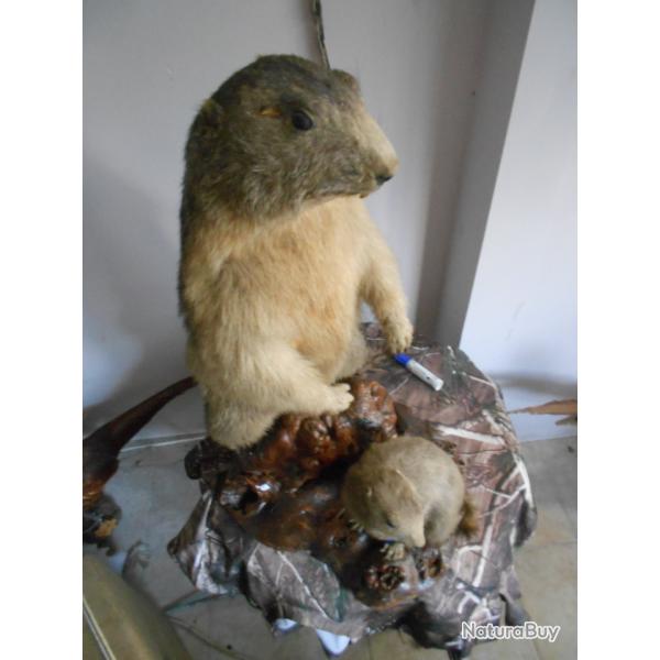 grande marmotte  et son petit