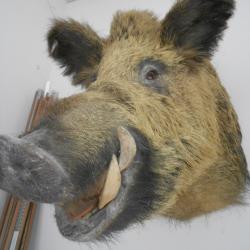 t&ecirc;te de sanglier(290 kgs)