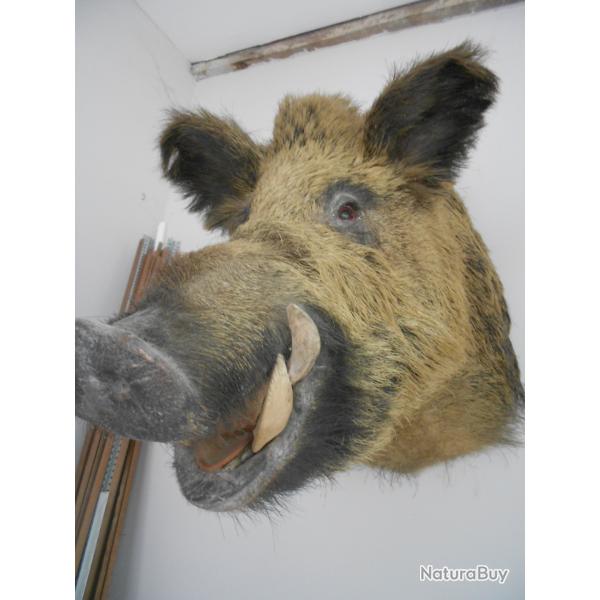 t�te de sanglier(290 kgs)